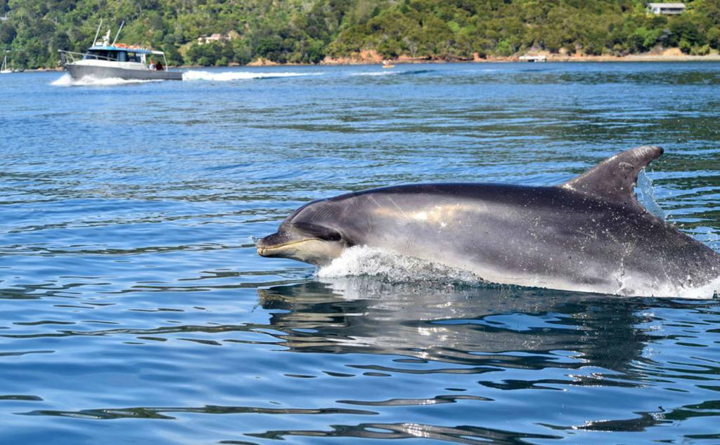 Lochmara Lodge - 20Mins By Boat From Picton Lochmara Bay Экстерьер фото